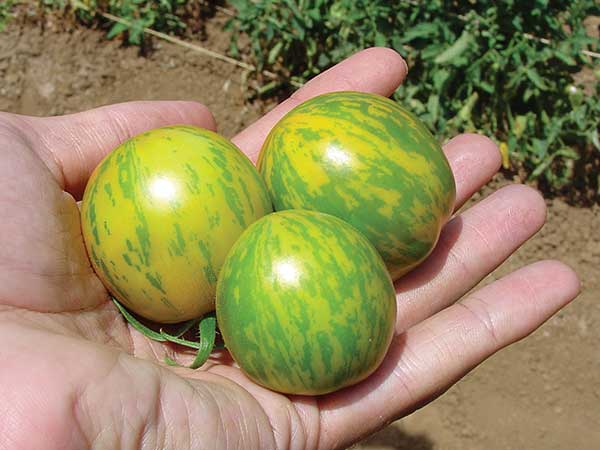 Green-Zebra-Tomato-web2